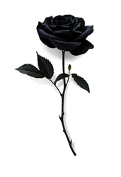 Eine schwarze Rose
